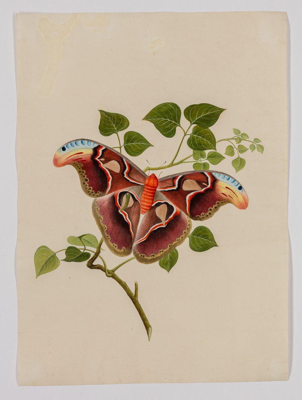 Chinese Entomological Study of an Atlas Moth (Attacus atlas)